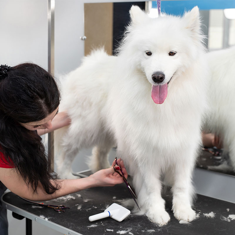 Pet grooming, samoyed Pet grooming, samoyed
